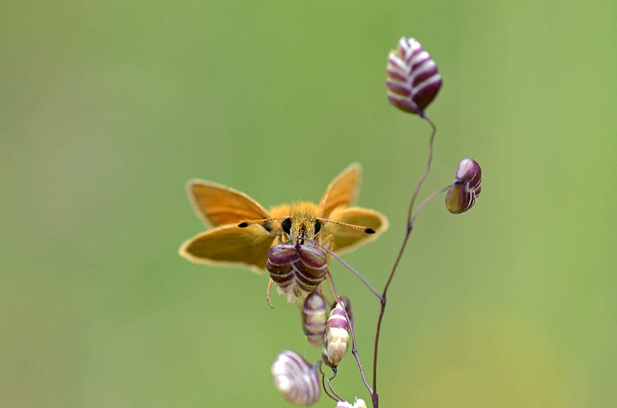 Thymelicus lineola? - S